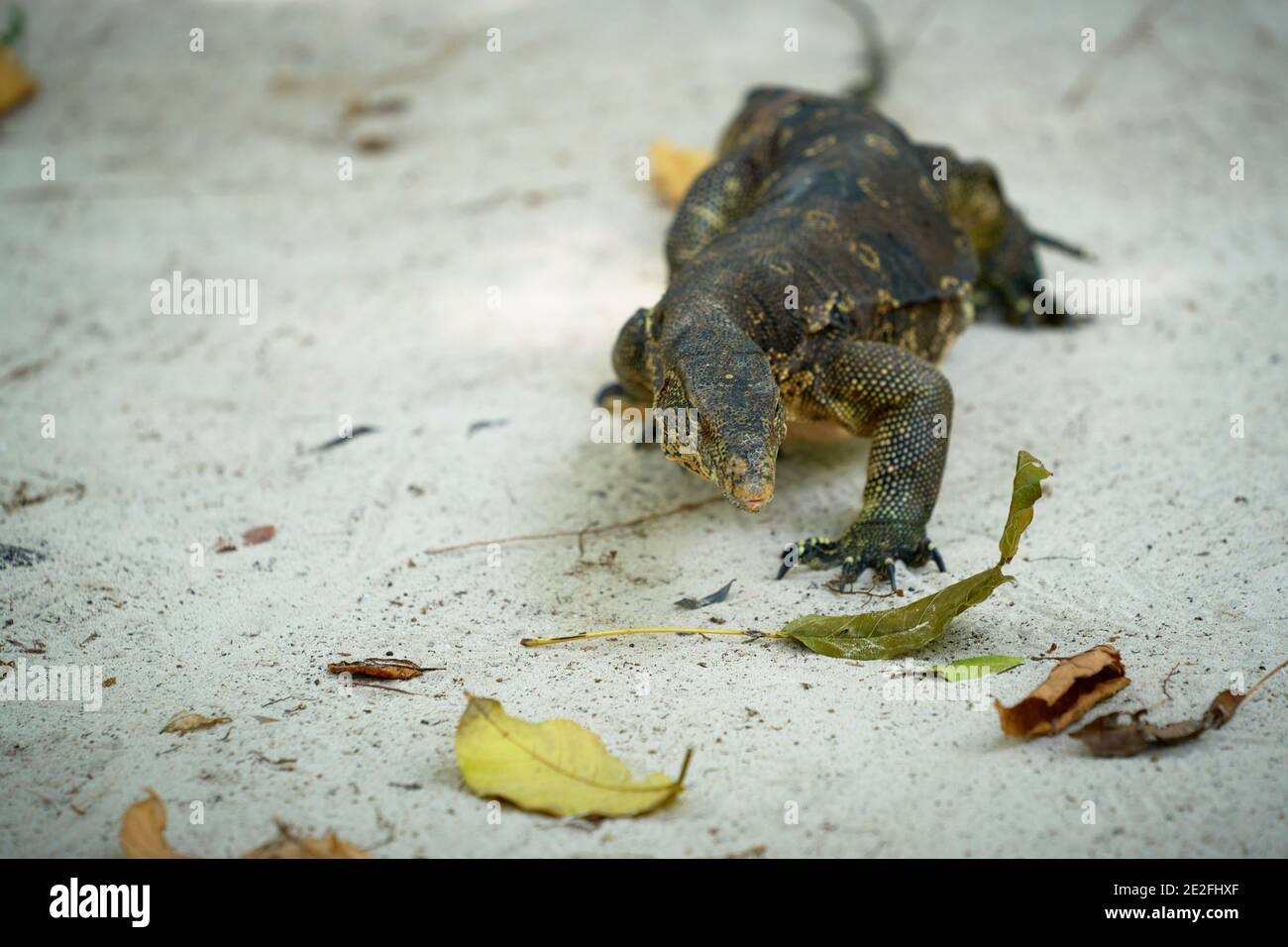 Warane haben lange Hälse, kräftige Schwänze und Krallen und gut entwickelte Gliedmaßen. Dieser wurde vor der Küste Thailands geschossen. Stockfoto