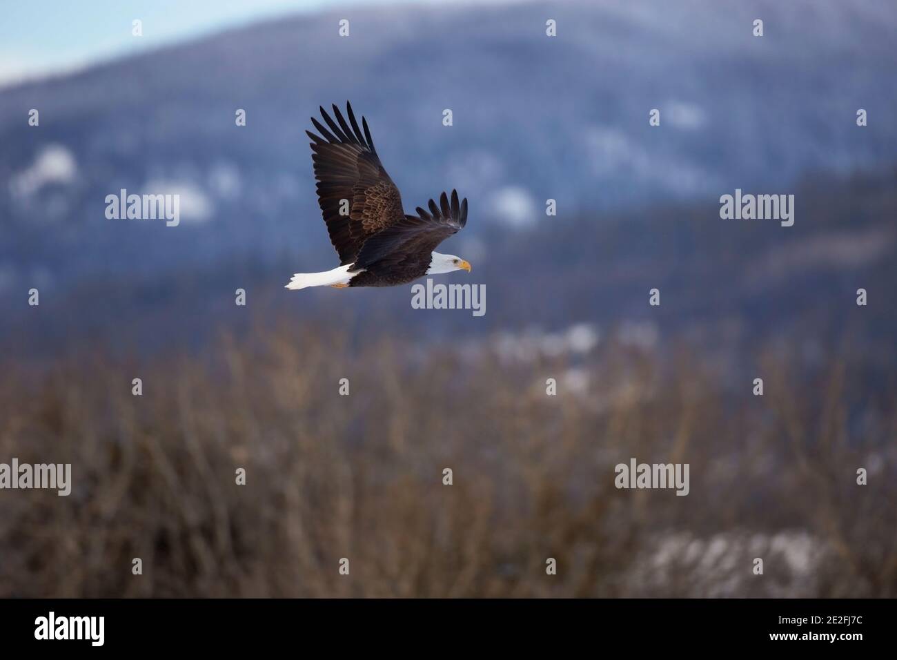 Bald Eagle im Flug entlang bewaldeten Hügeln. Stockfoto