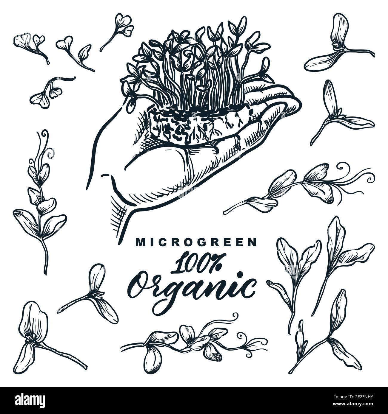 Microgreen Sprossen-Set, handgezeichnete isolierte Designelemente. Hand hält wachsende Kräuter und Pflanzen, Skizze Vektor Illustration. Natürliche Bio-Lebensmittel Stock Vektor