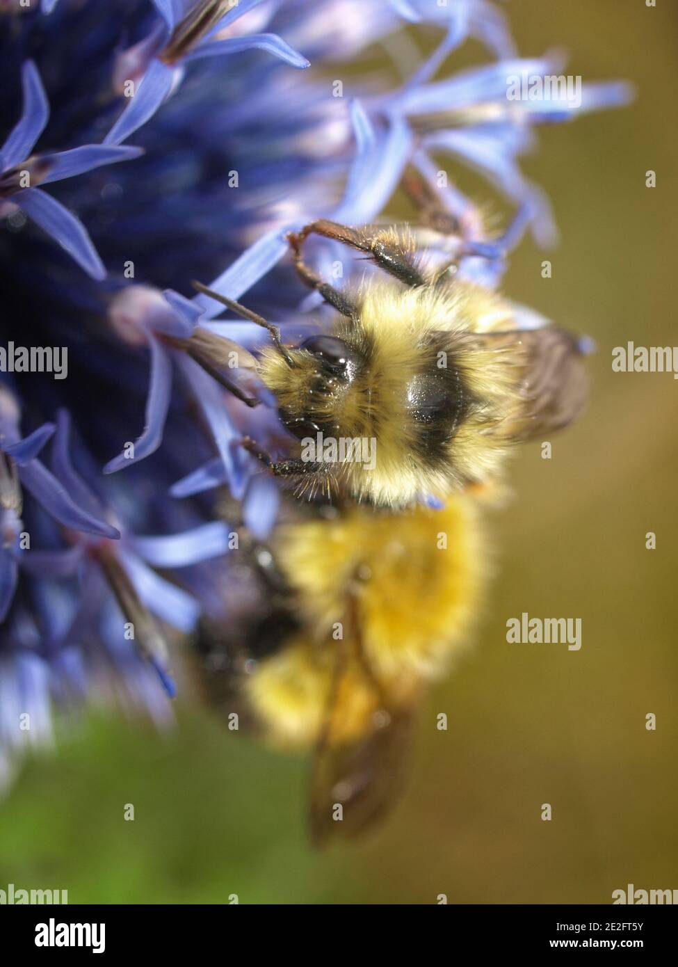 Fuzzy Hummeln auf einer blauen Alliumblume gegen eine verschwommene Hintergrund Stockfoto