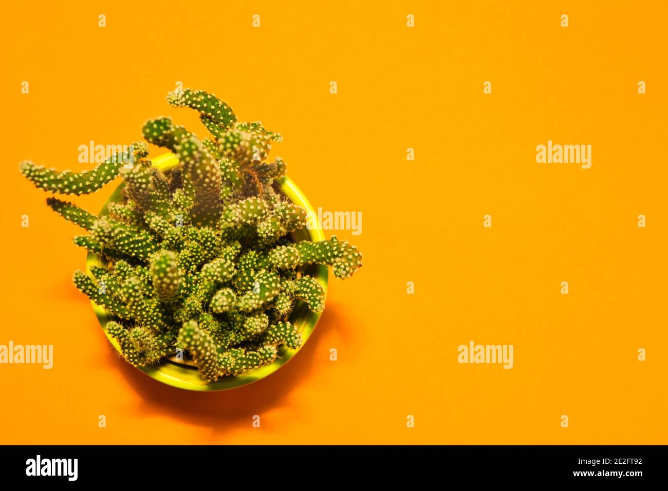 Direkt über Schuss von eingetopften kleinen Kaktus-Pflanze auf orangefarbenem Hintergrund mit Kopierraum. Stockfoto