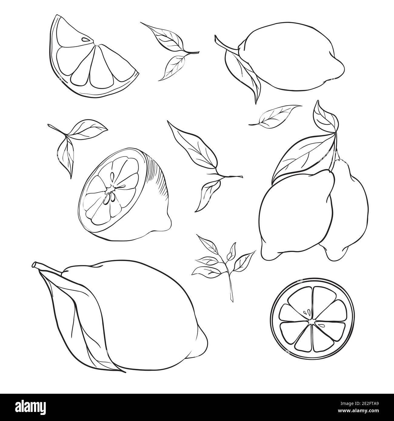 Handgezeichnete Vektor-Illustration - Sammlungen von Zitronen. Blütenpflanze mit Blättern Stock Vektor