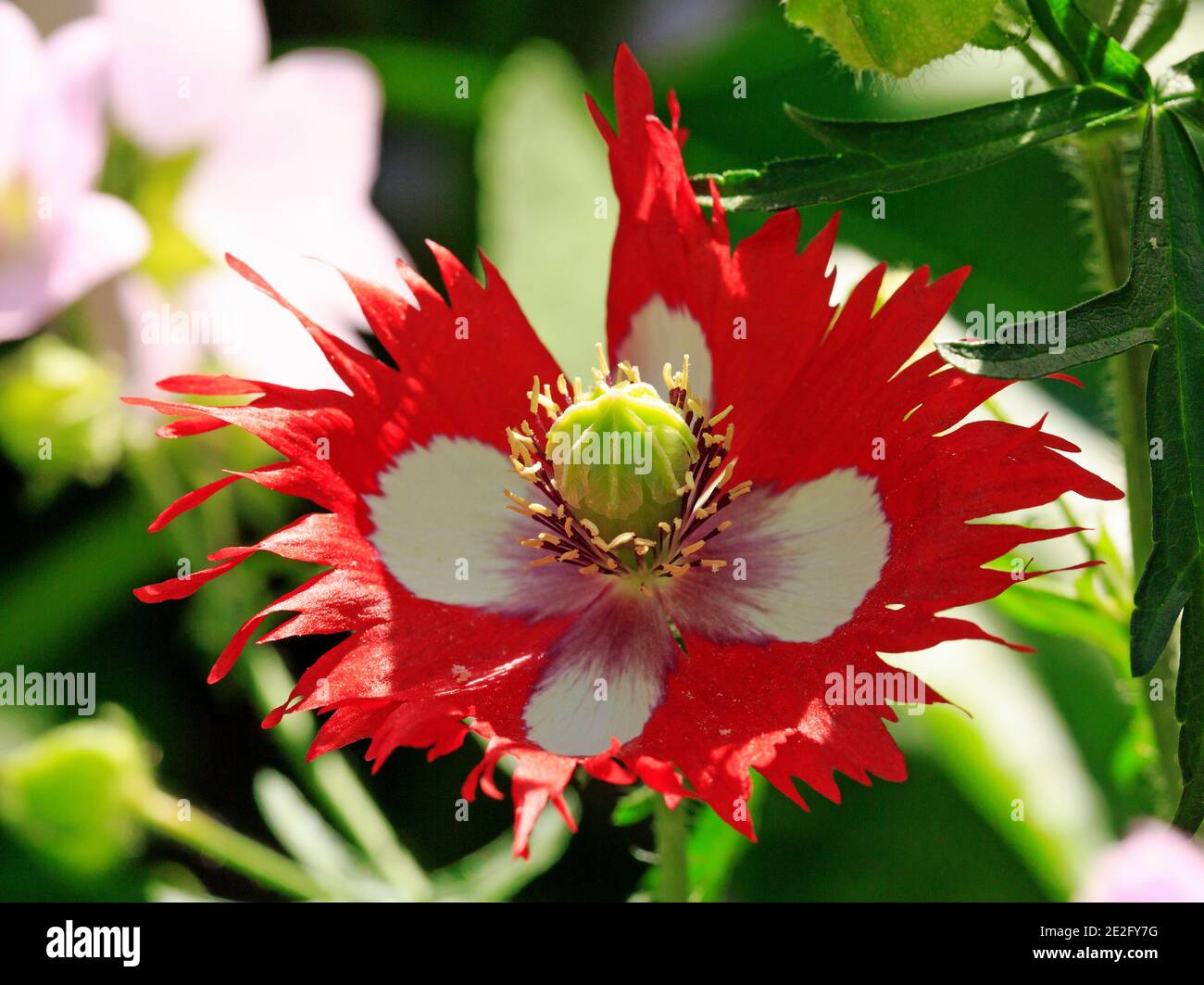 Leuchtendes Rot und Weiß mit gezackten Blütenblattkanten und einem großen, bolligen gelben Staubgefäß in voller Blüte vor einem natürlichen Gartenhintergrund Stockfoto