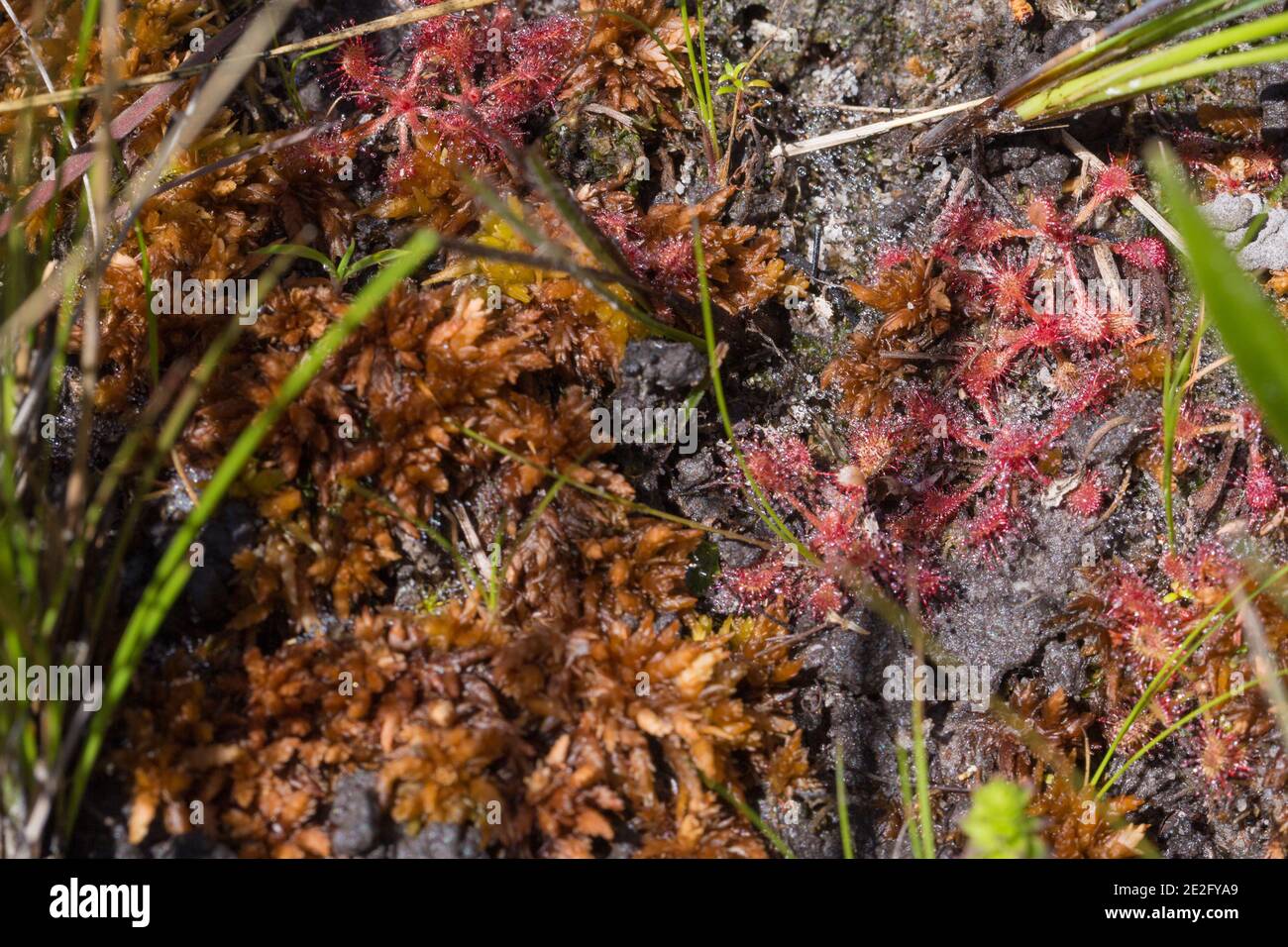Eine Gruppe von roten Drosera communis in nassem Lebensraum gesehen Im Nationalpark Serra do Cipó in Brasilien Stockfoto