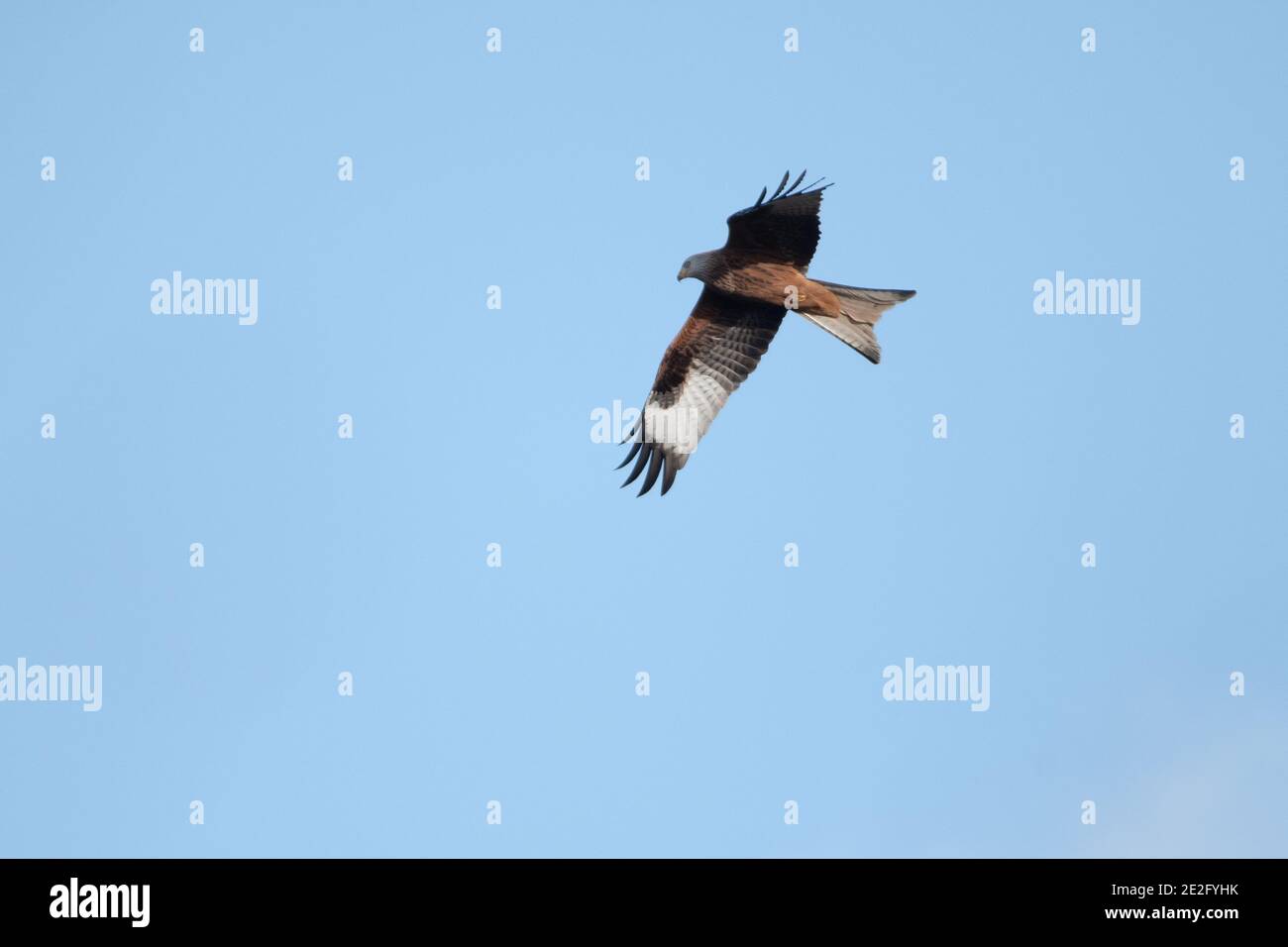 Red Kite im Flug mit einem blauen Himmel Hintergrund, zeigt beide Seiten seiner Flügel. Stockfoto