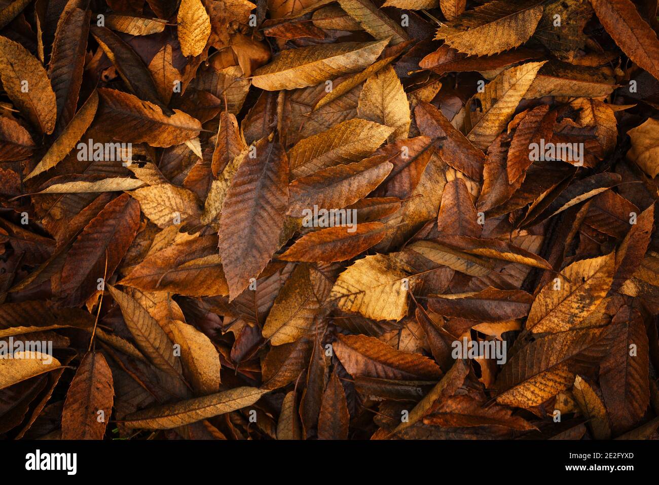 Boden mit abgestorbenen Blättern während des Herbstes bedeckt Stockfoto