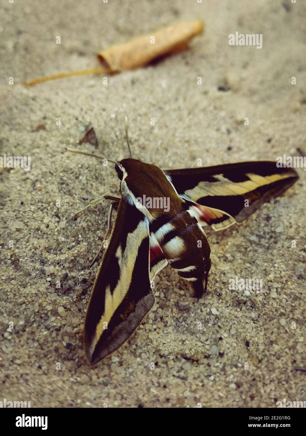 Vertikale Aufnahme eines Bedstraw-Falkenmotten auf dem Sand darunter Das Sonnenlicht mit einem verschwommenen Hintergrund Stockfoto