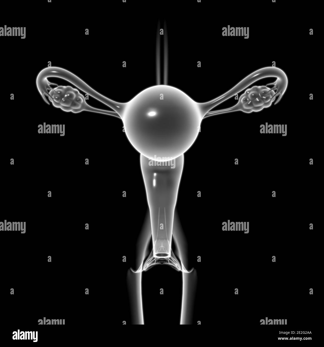 Weibliche Reproduktionssystem Anatomie für medizinische Konzept 3D Illustration Stockfoto