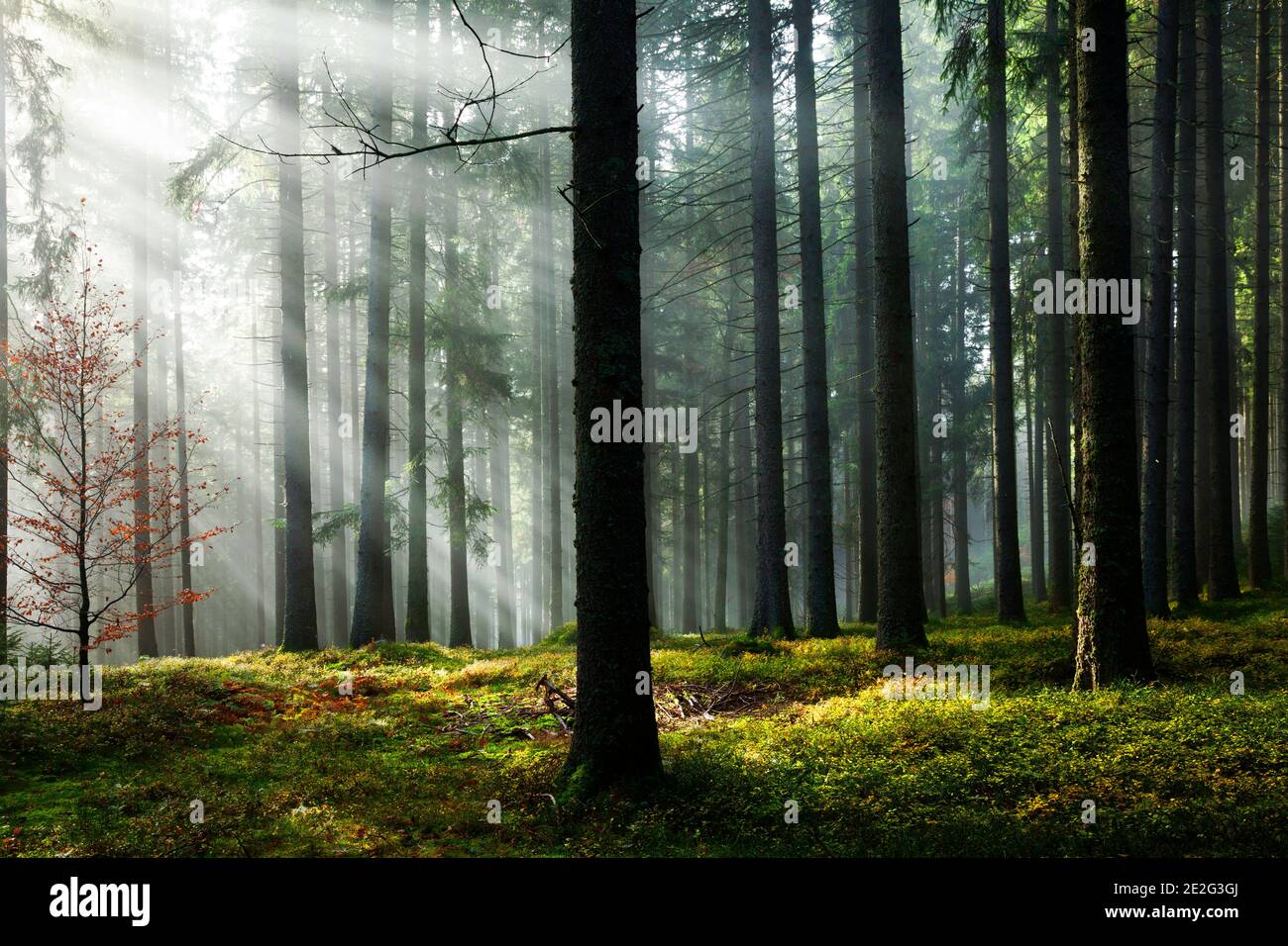 Nebelwald, Fichten, Hinterzarten, Schwarzwald, Baden-Württemberg, Deutschland Stockfoto