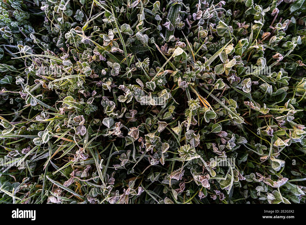 Blick auf wilden Frost bedeckt Pflanzen im Winter in Die englische Landschaft Stockfoto