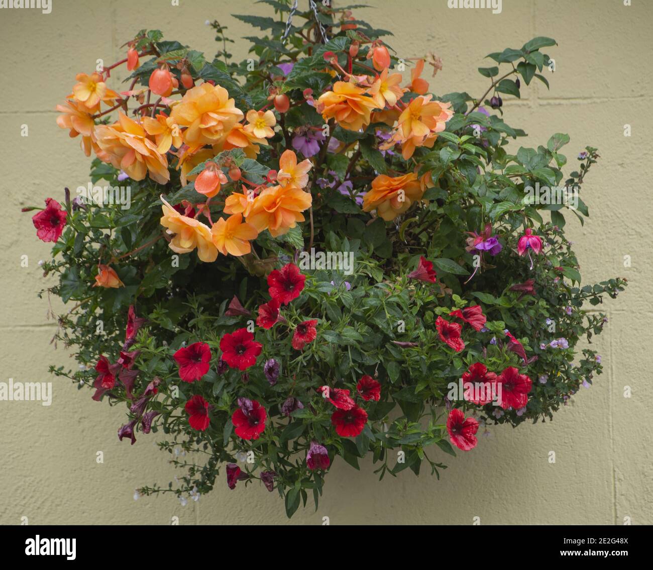 Bunte Blumen für ein urbanes Dekor Stockfoto