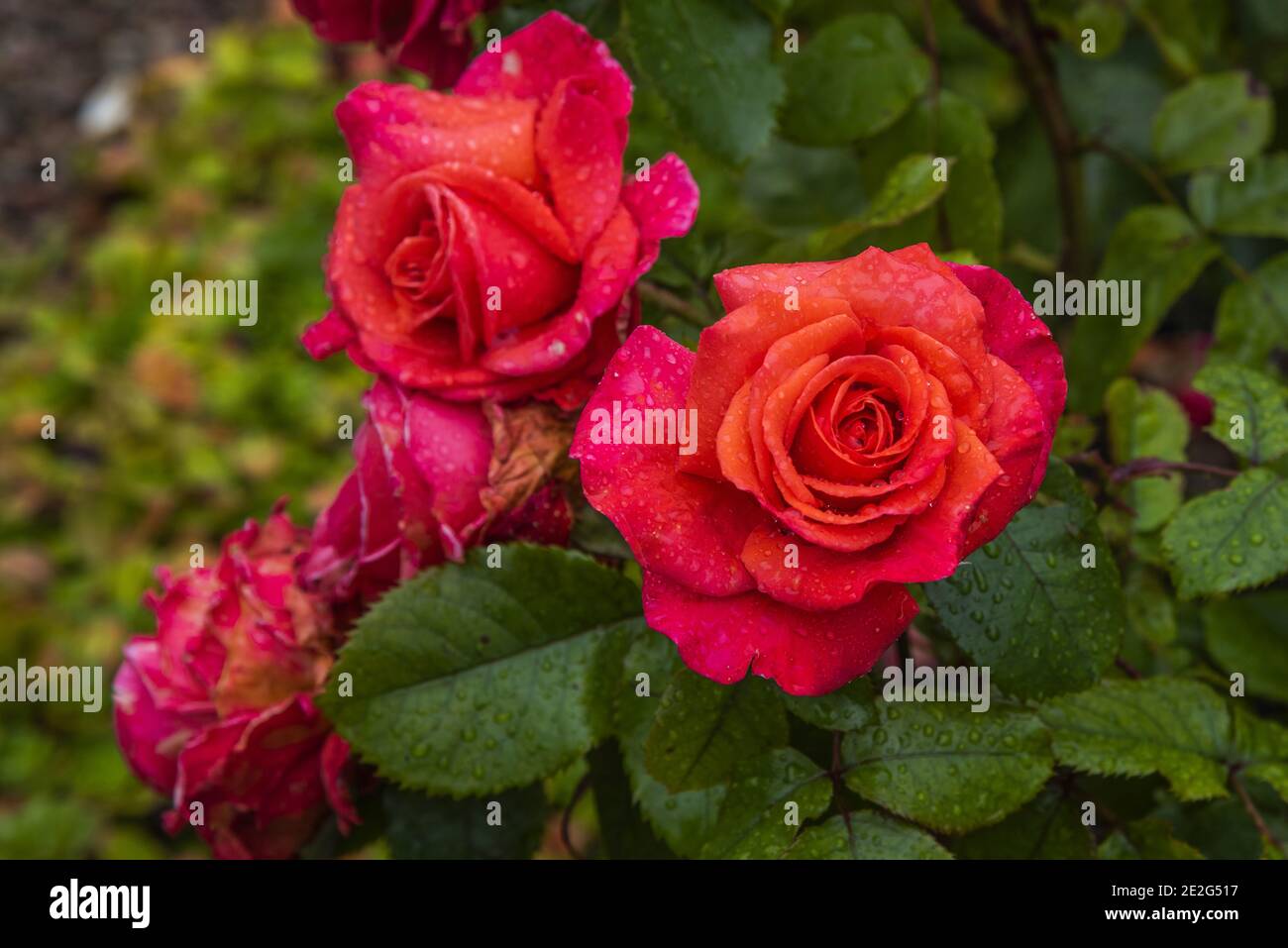 Rote Rosen mit Tau Stockfoto