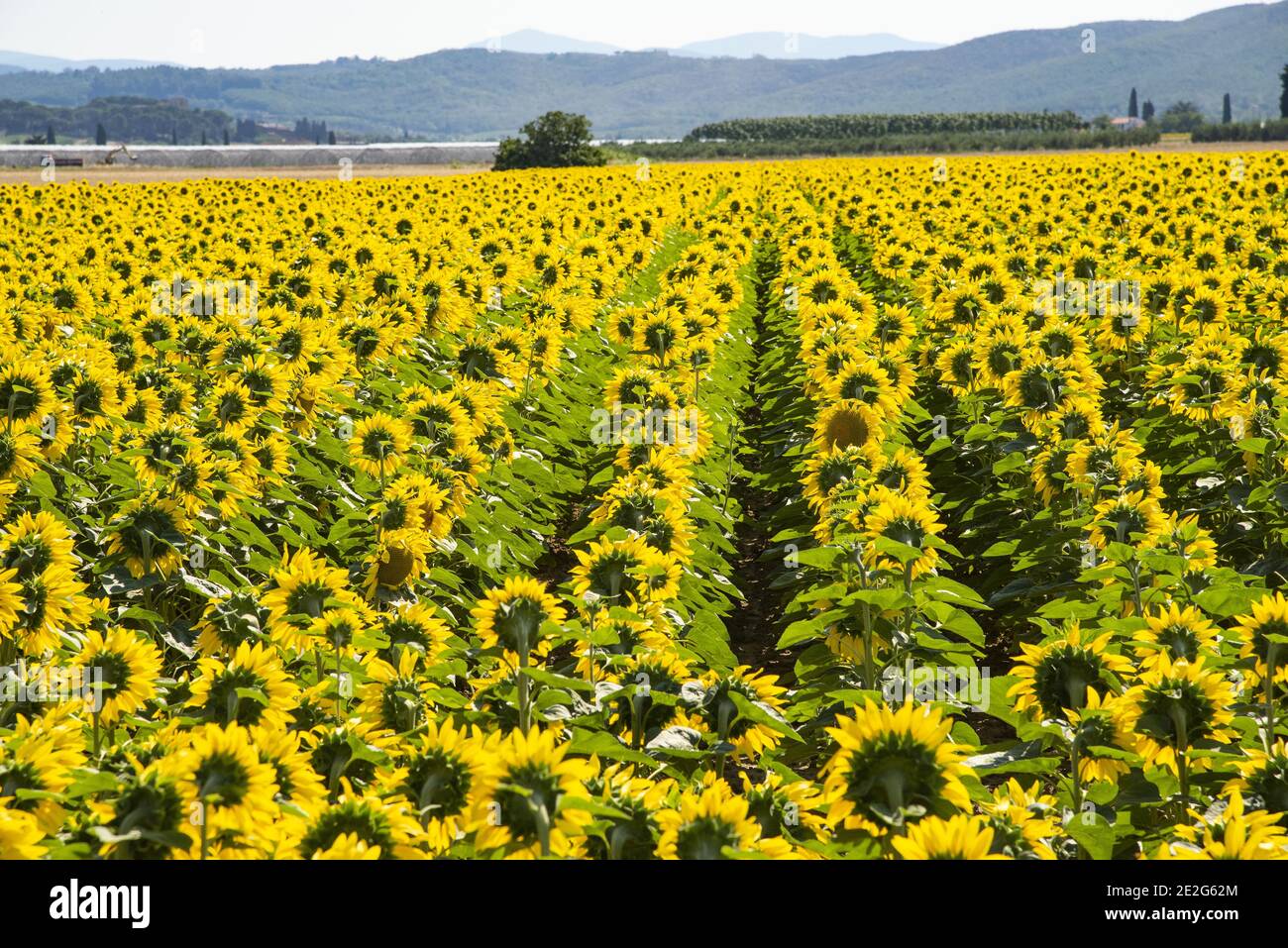 Feld od Sonnenblumen Stockfoto