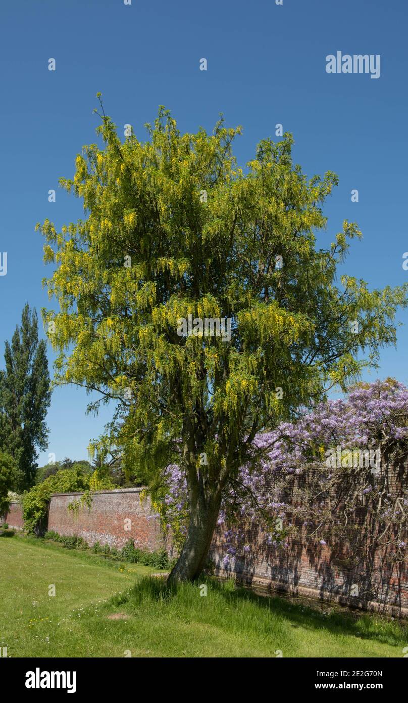 Gelbe Frühlingsblumen eines gemeinen Laburnum-Baumes (Laburnum anagyroides) in einem Waldgarten in Rural Cumbria, England, UK Stockfoto