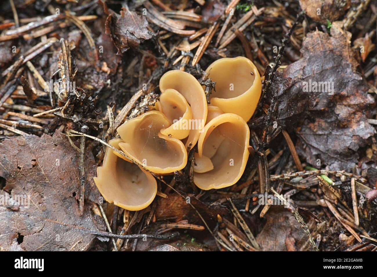 Otidea leporina, als Gelbe Ohr, pilz, pilze aus Finnland Stockfoto