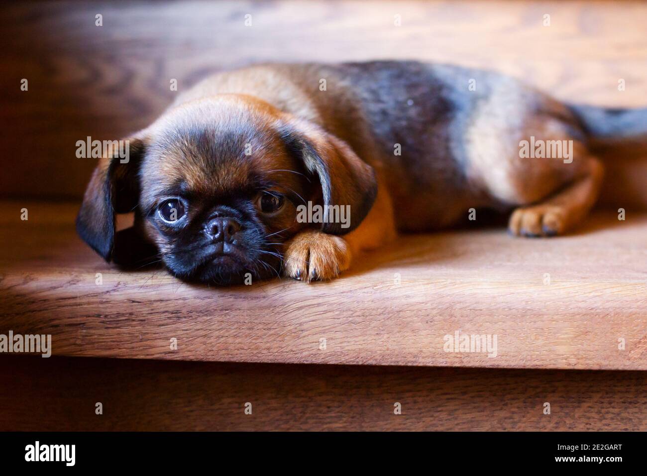 Porträt von braunen niedlichen kleinen brüssel Gänsegeier Welpen auf einer Holzleiter.. Stockfoto