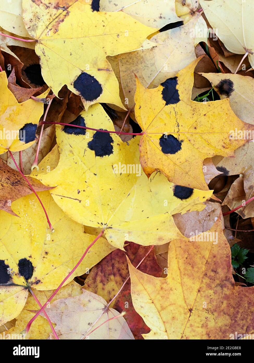 Rhytisma acerinum, bekannt als Teerfleck oder Sycamore Tarspot Pilz, eine Pilzpflanze Erreger infizieren Blätter von Ahornbäumen Stockfoto