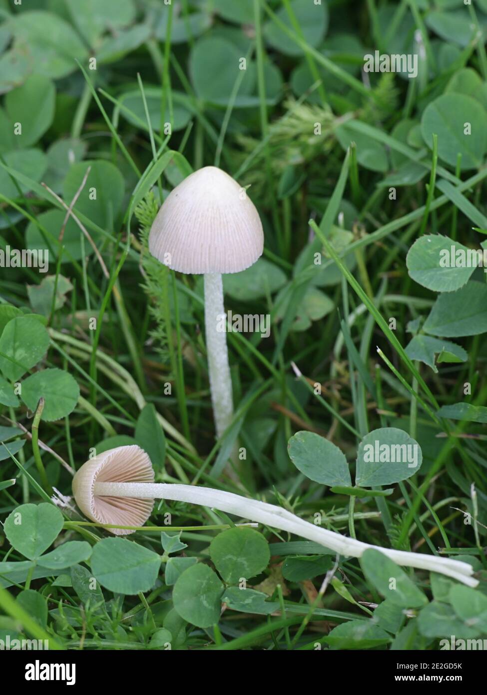 Conocybe apala, bekannt als weiße Dunce Kappe, wilder Pilz aus Finnland Stockfoto