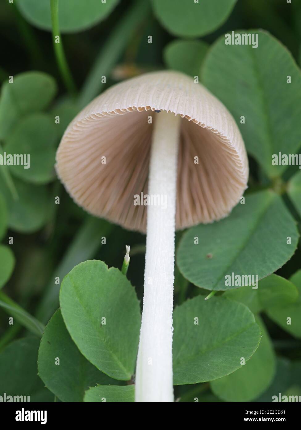 Conocybe apala, bekannt als weiße Dunce Kappe, wilder Pilz aus Finnland Stockfoto