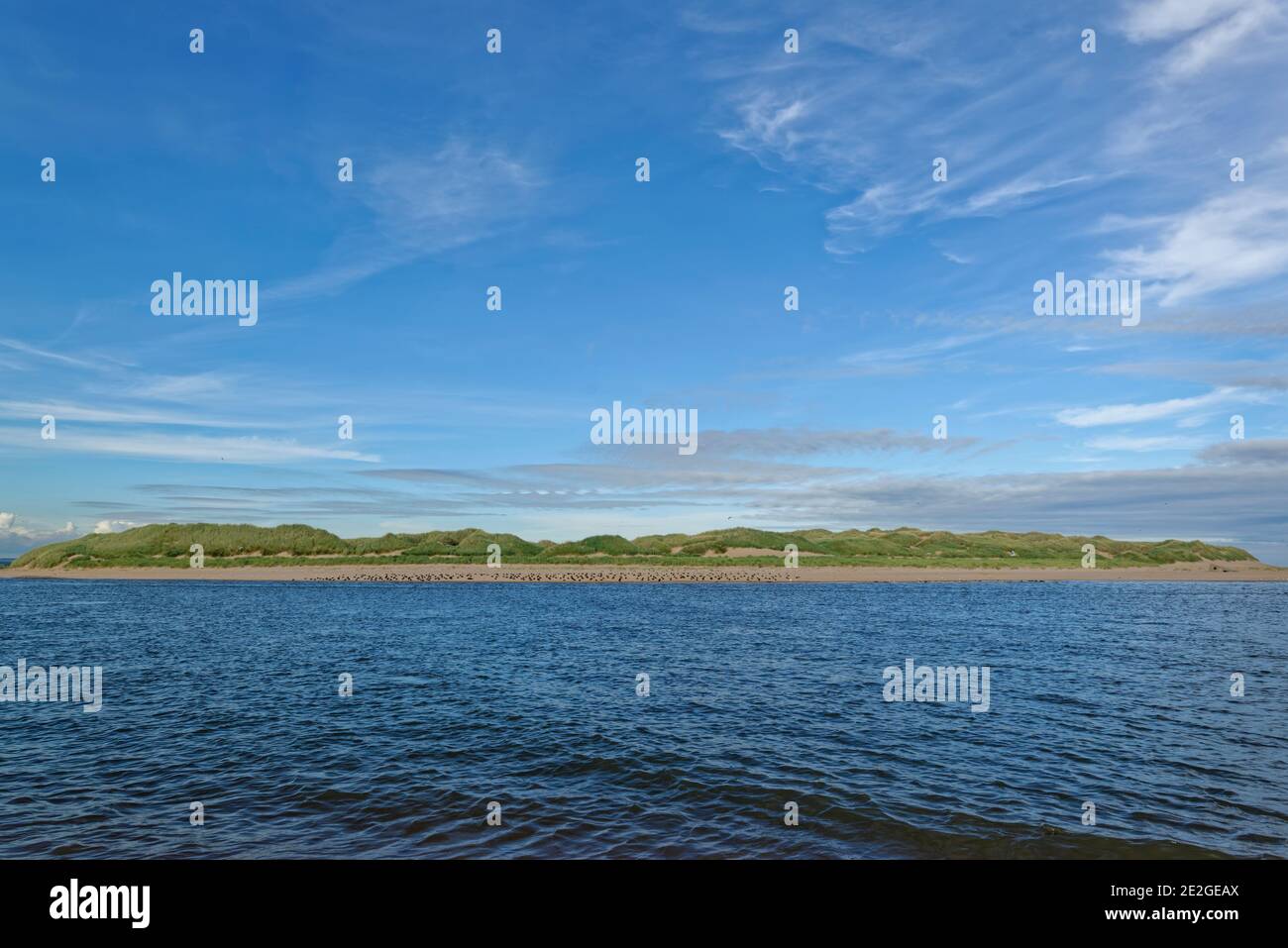 Der nördliche Punkt von Forvie Sands und die Ythan Mündung mit einer Seal Colony am Sandstrand unterhalb der Grass Covered Dunes. Stockfoto