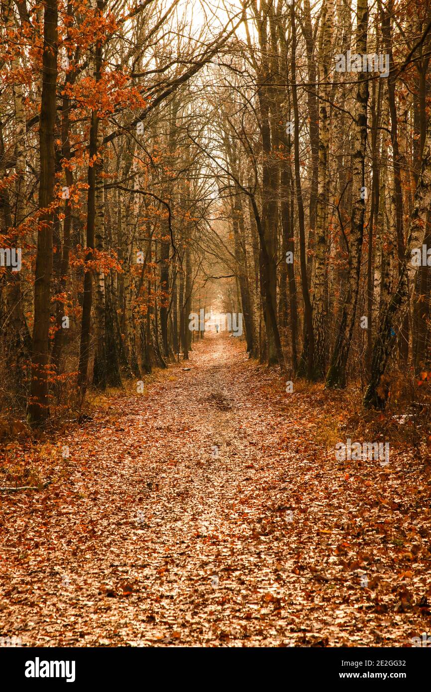 Langer Weg zum Wandern im Herbstwald in Halle Saale, Deutschland Stockfoto