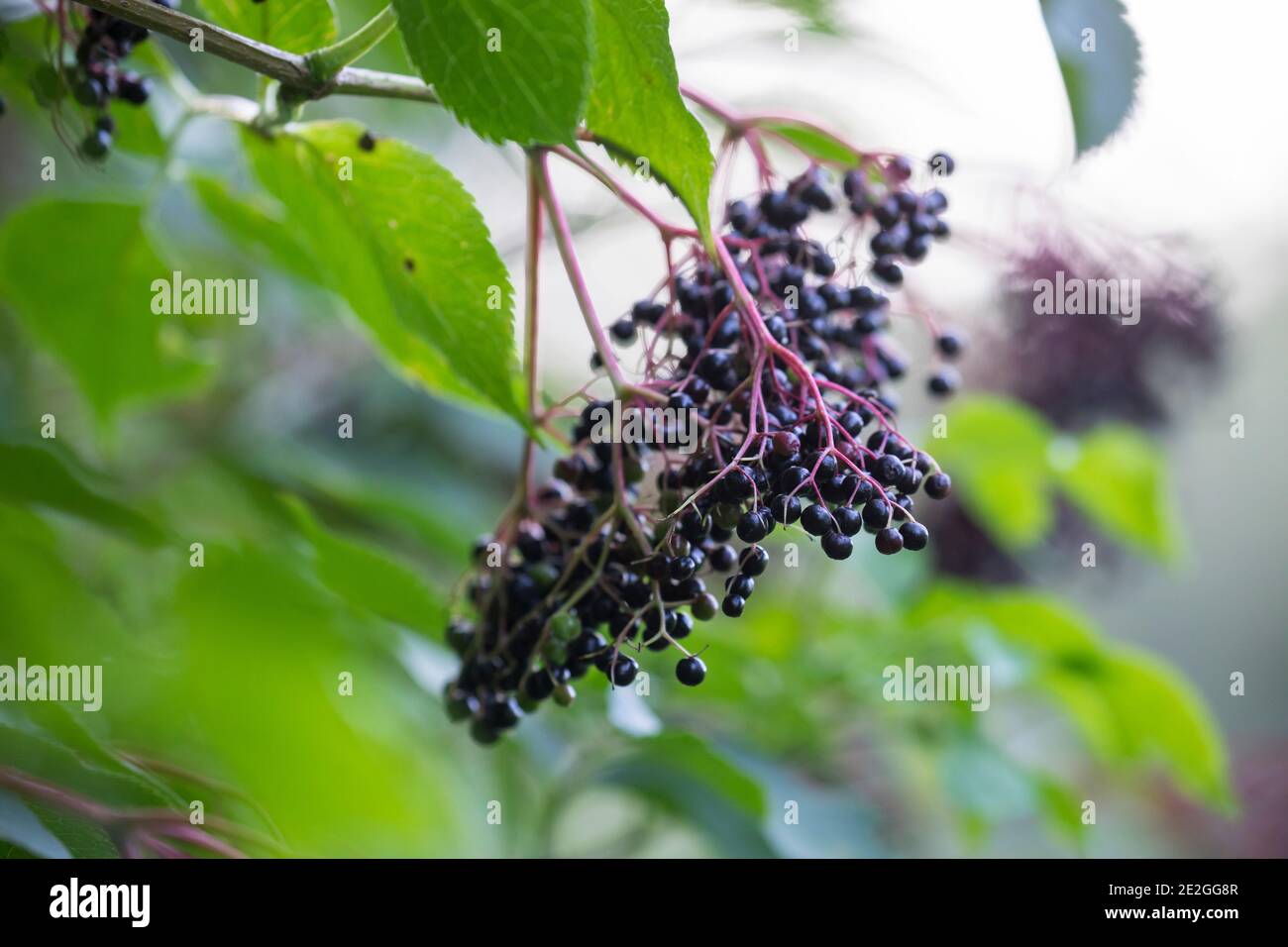 Schwarzer Holunder, Frucht, Früchte, Fliederbeeren, Fliederbeere, Beeren, Sambucus nigra, Elder, Common Elder, Holderberry, European Elder, Euro Stockfoto