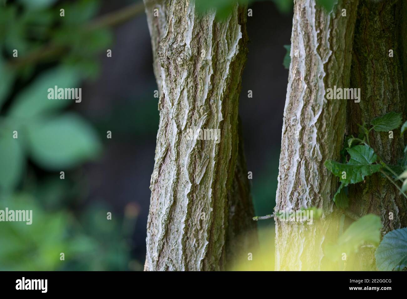 Schwarzer Holunder, Rinde, Borke, Stamm, Baumstamm, Holderbusch, Holler, Fliederbeeren, Fliederbeere, Sambucus nigra, Elder, Common Elder, Holderberry, Stockfoto