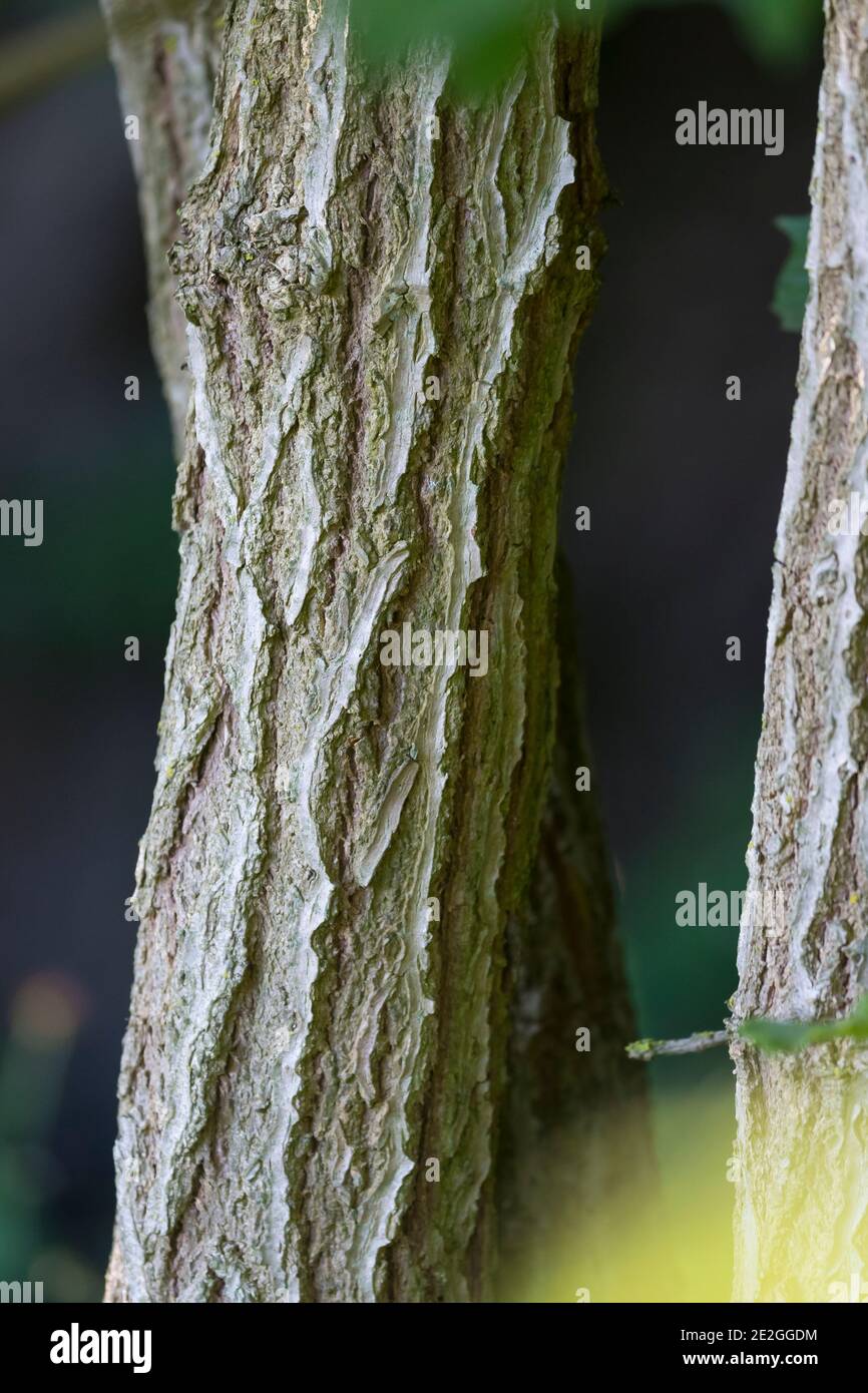 Schwarzer Holunder, Rinde, Borke, Stamm, Baumstamm, Holderbusch, Holler, Fliederbeeren, Fliederbeere, Sambucus nigra, Elder, Common Elder, Holderberry, Stockfoto