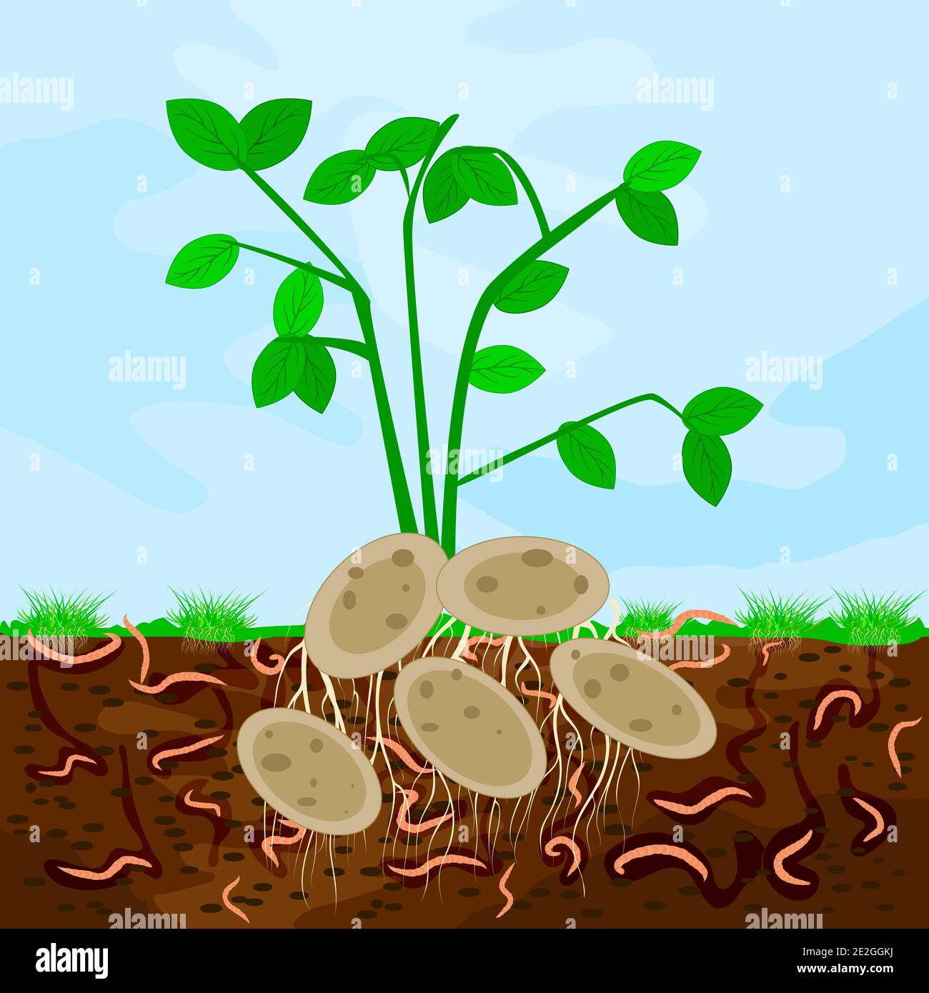 Gemahlener Cutaway mit Kartoffeln und Regenwurm. Regenwürmer im Gartenboden. Kompostierungsverfahren mit organischen Stoffen, Mikroorganismen und Regenwürmern. Vektor Stock Vektor