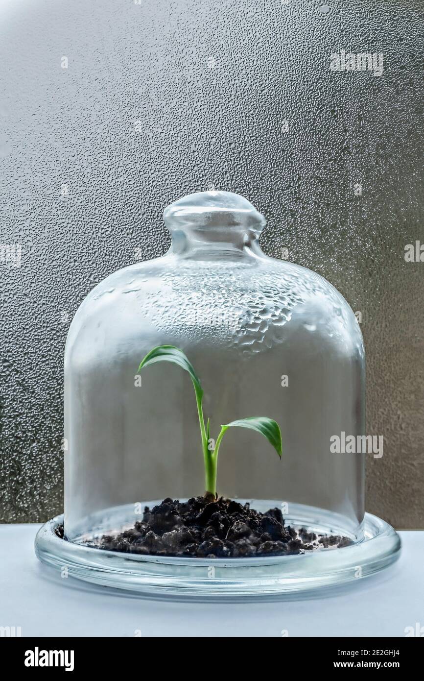 Keimling wächst unter Cloche mit Kondensation Stockfoto