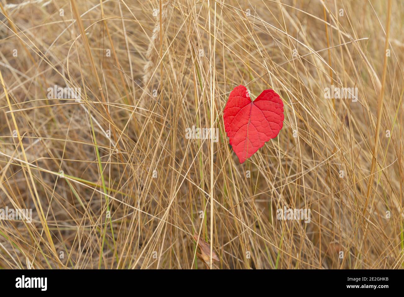 Rotes Herz formt Herbstblatt in hohem trockenen Gras Stockfoto