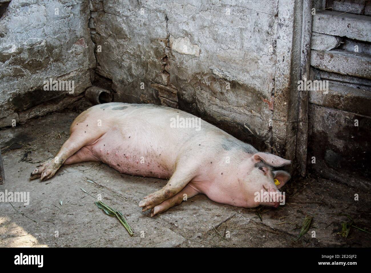 Ein Haus in Schwein in einem Schweinestall in Ruhe aufgezogen Ein bulgarisches Gehöft Stockfoto
