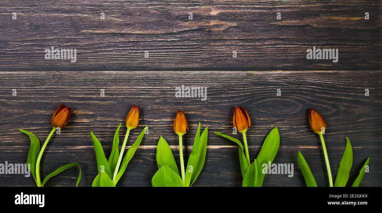 Fünf rote Blumen Tulpen auf Holz Hintergrund. Valentinstag Muttertag Ostern consept Stockfoto