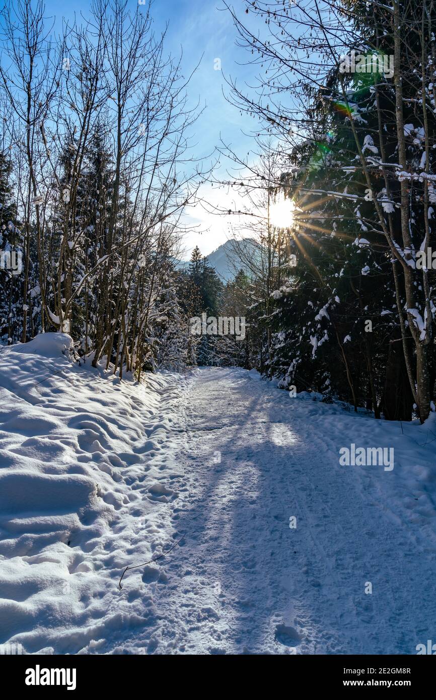 Waldweg mit baumen Fotos und Bildmaterial in hoher Auflösung Alamy