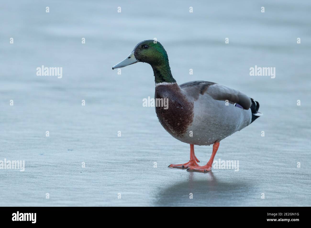 Mallard Ente auf einem eisigen Teich im Winter, North Yorkshire Stockfoto
