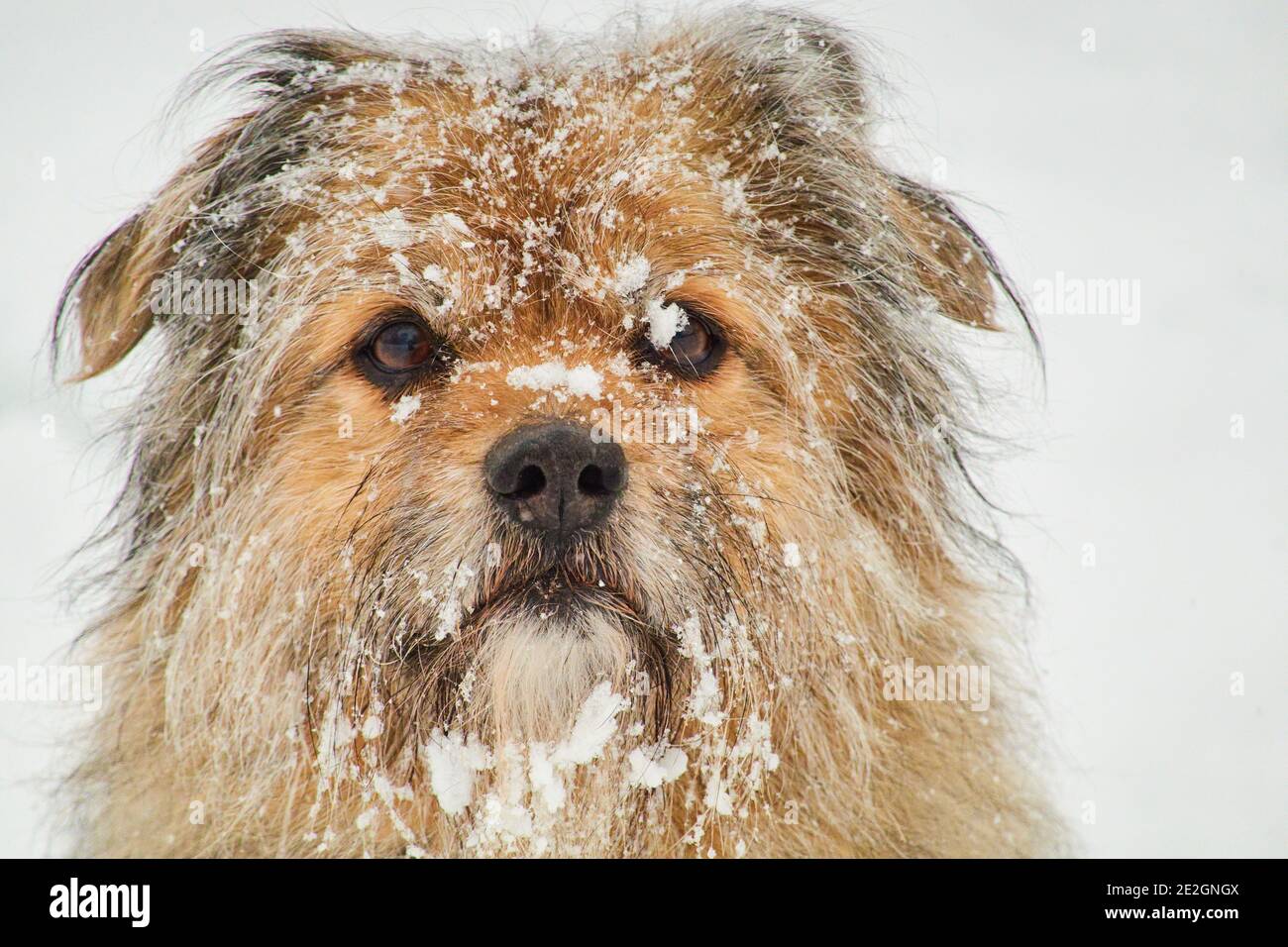 Marktoberdorf, Deutschland. Januar 2021. Wetterfeature: Hund JULIE am Morgen bei Winterbeginn mit 50cm Neuschnee, Wintereinbruch mit 50cm Neuschnee in Marktoberdorf, Bayern, Deutschland, 14. Januar 2021. Quelle: Peter Schatz/Alamy Live News Stockfoto