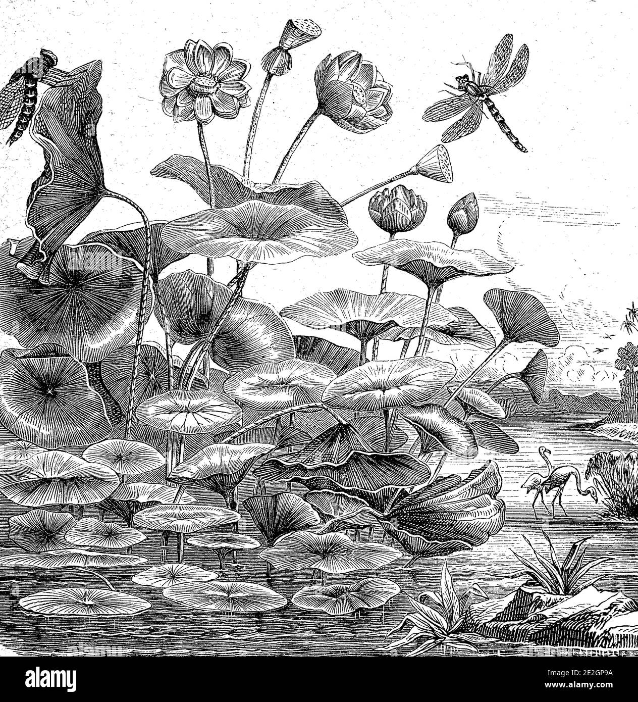 Indische Lotusblume, Nelumbo nucifera, auf einem Teich, Illustration von 1872 / Indische Lotosblume, Nelumbo nucifera, auf einem Teich, Illustration aus 1872, Historisch, historisch, digital verbesserte Reproduktion eines Originals aus dem 19. Jahrhundert / digitale Reproduktion einer Originalvorlage aus dem 19ten Jahrhundert. Jahrhundert Stockfoto