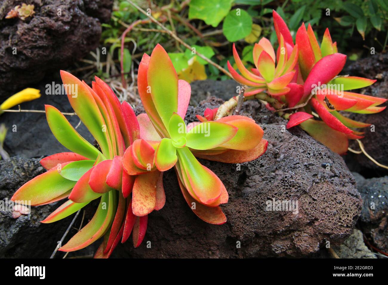 Nahaufnahme Makro-Foto von kleinen winzigen bunten saftigen Pflanzen auf Schwarzer vulkanischer Boden auf der Insel La Palma Kanarische Inseln Spanien Stockfoto