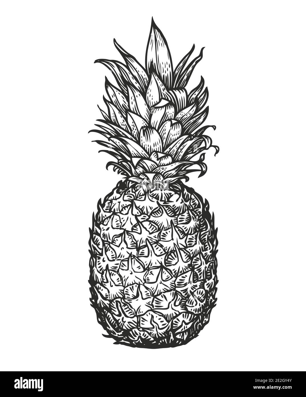 Ganze Ananas. Tropische Frucht, Lebensmittel Skizze Vektor-Illustration Stock Vektor