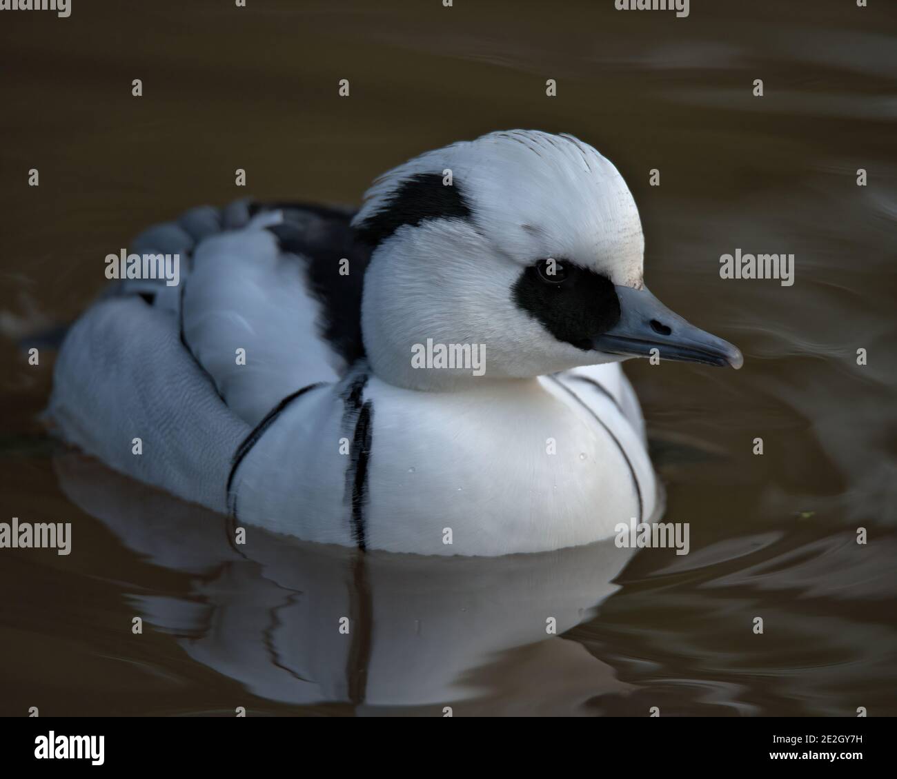 Männliche Zwergsäger Stockfoto