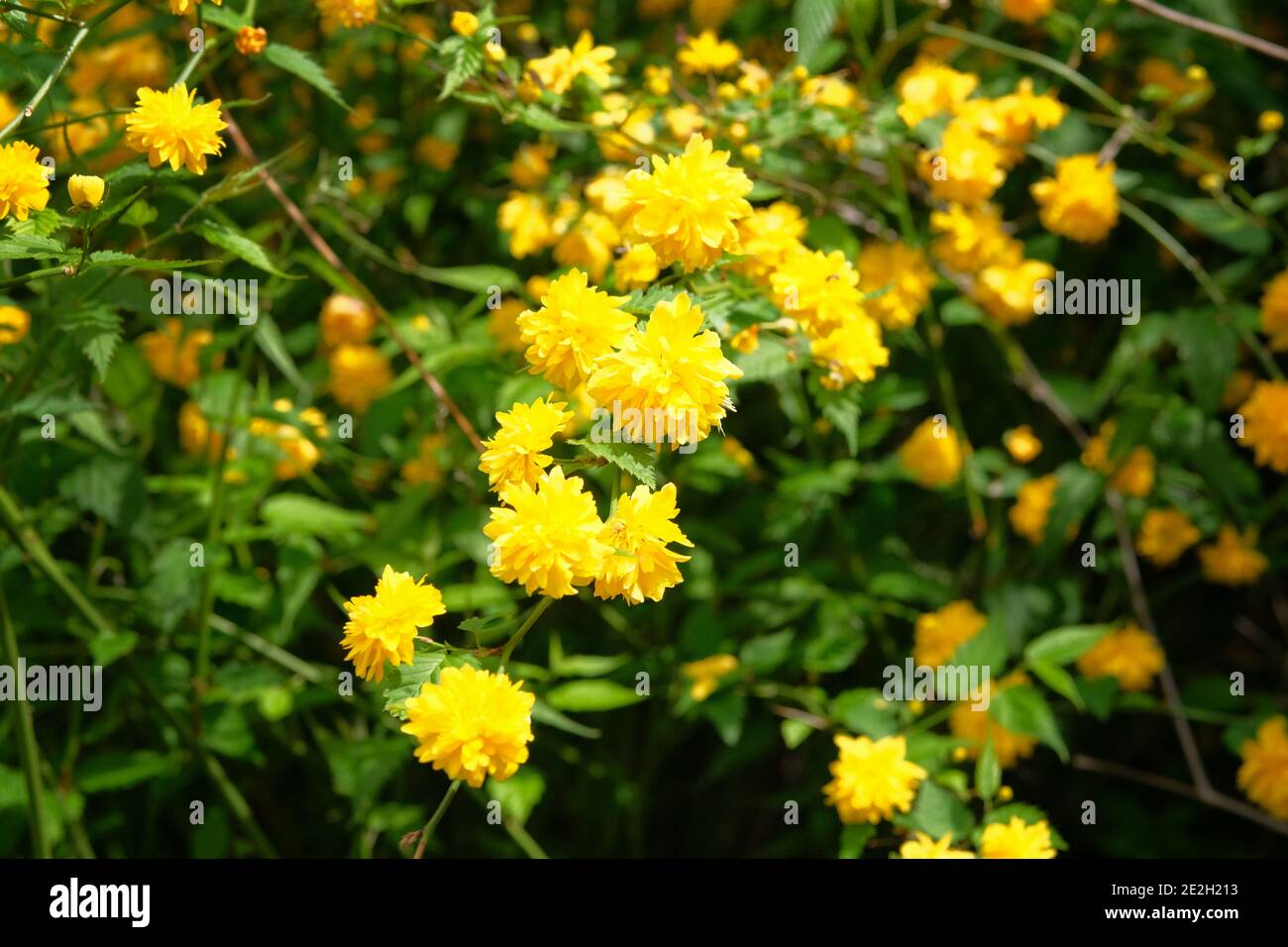 Kerria japonica pleniflora, Details einer gelb blühenden Pflanze. Nahaufnahme einer gelben Blüten Laubstrauch in der Rosenfamilie Rosaceae. Stockfoto