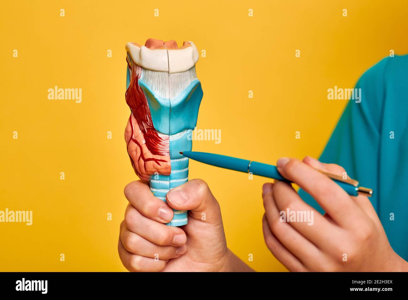 Anatomisches Modell der Schilddrüse zur Untersuchung der menschlichen Anatomie in den Händen des Kindes, Nahaufnahme. Schulbildung, Anatomieunterricht, auf gelbem Hintergrund Stockfoto