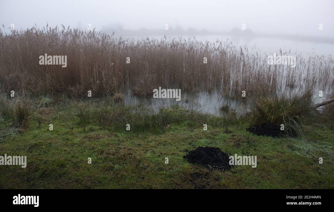 Nebel bedeckt Redgrave und Lopham Fen, East Anglia, England. Stockfoto