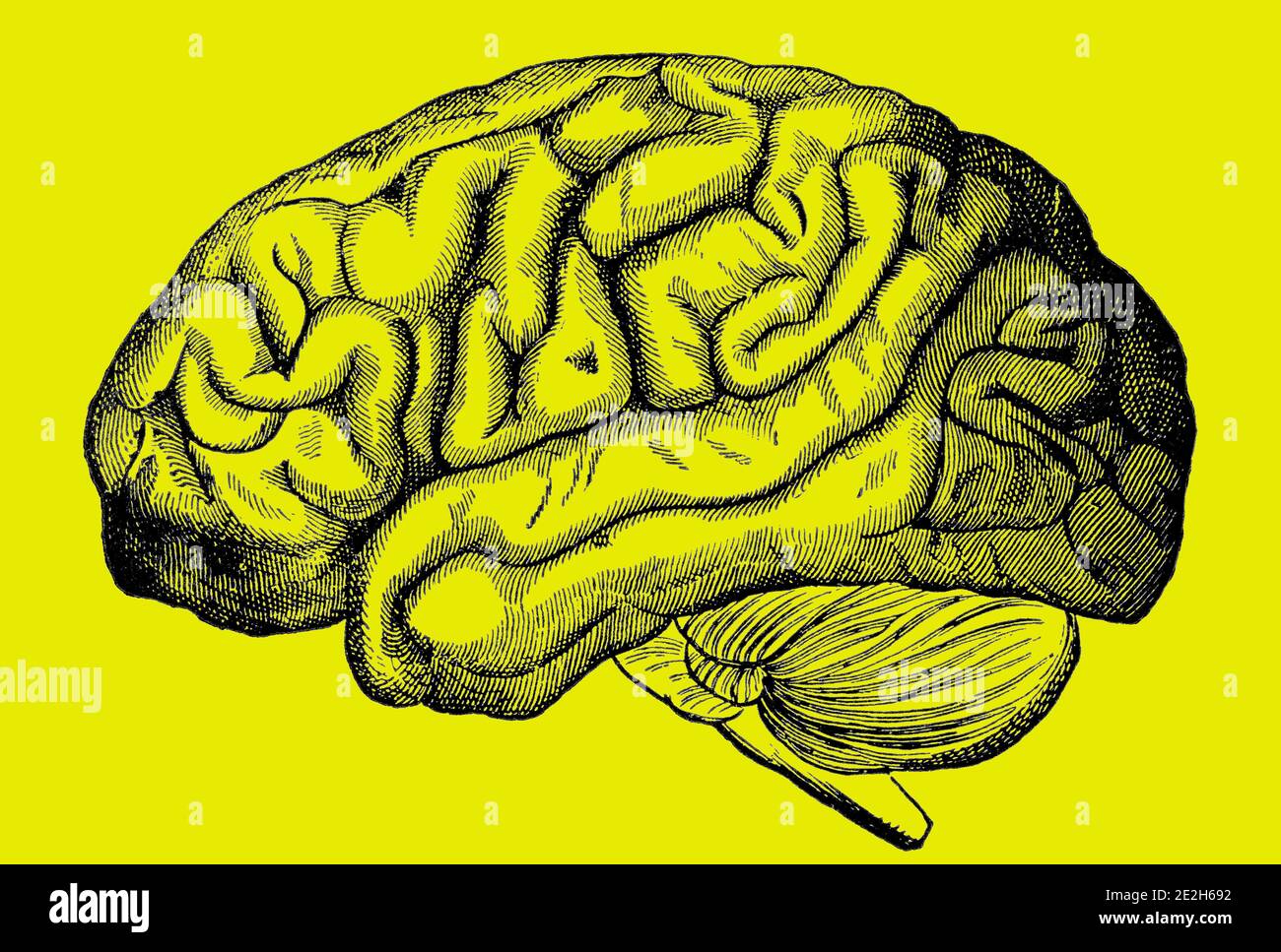 Ein eingraviertes Bild des menschlichen Gehirns aus einem viktorianischen Buch von 1880, das nicht mehr urheberrechtlich isoliert auf einem gelben Hintergrund ist, Stock-Foto-Bild Stockfoto