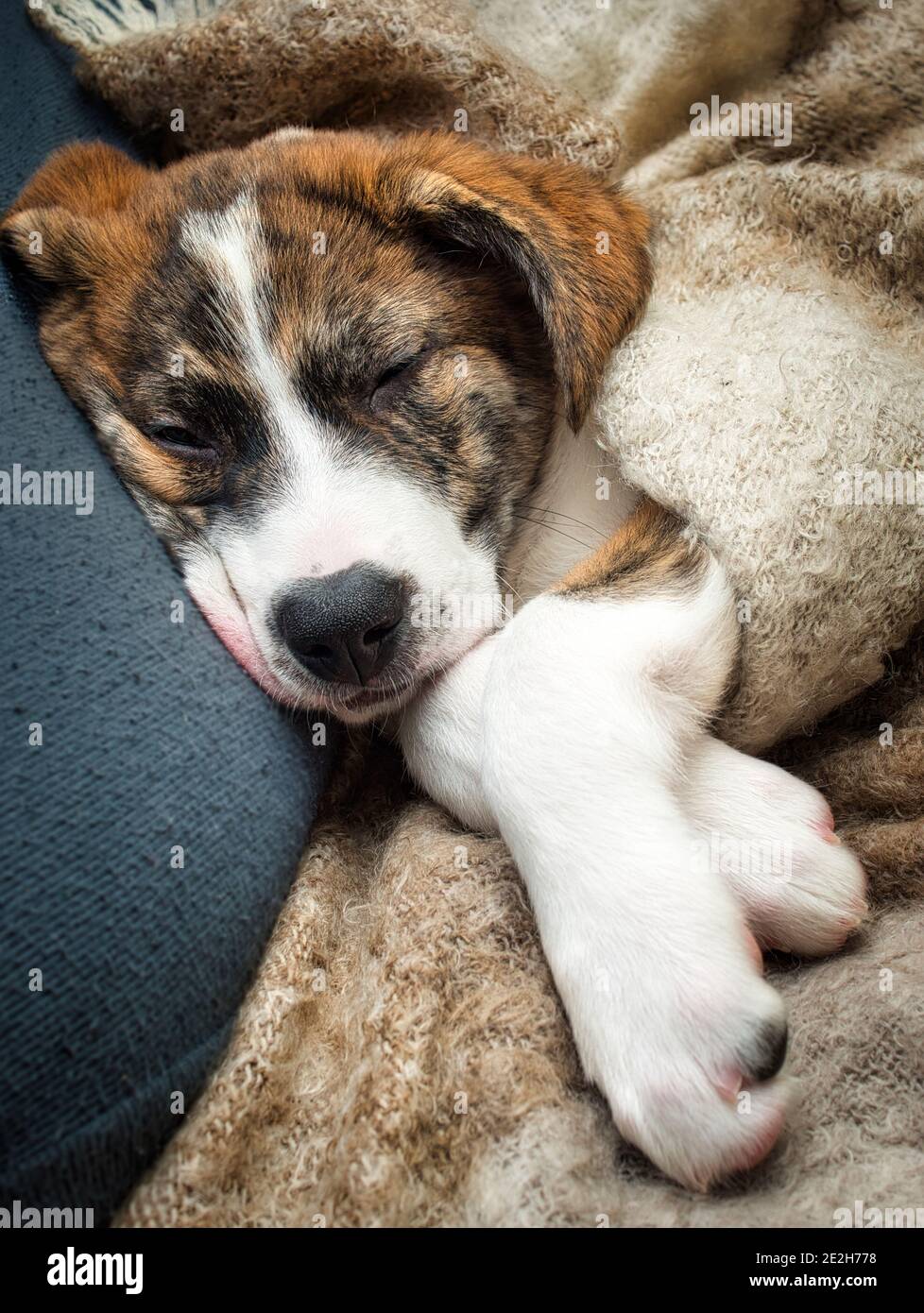 Niedlich doggy schlafen auf Sofa Stockfoto