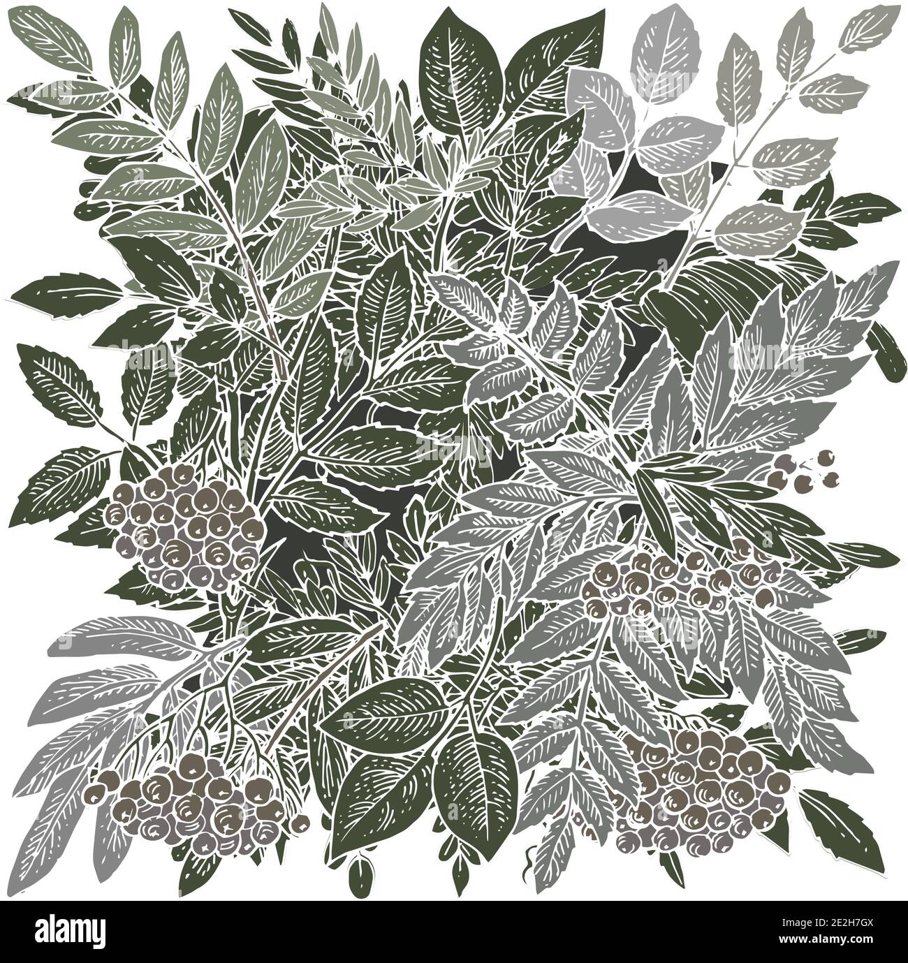 Zweige und Früchte der Bergasche. Hintergrunddarstellung. Handzeichnung Umriss. Blüte von Gartenpflanzen. Abstraktes Pflanzenbild. Vektor Stock Vektor