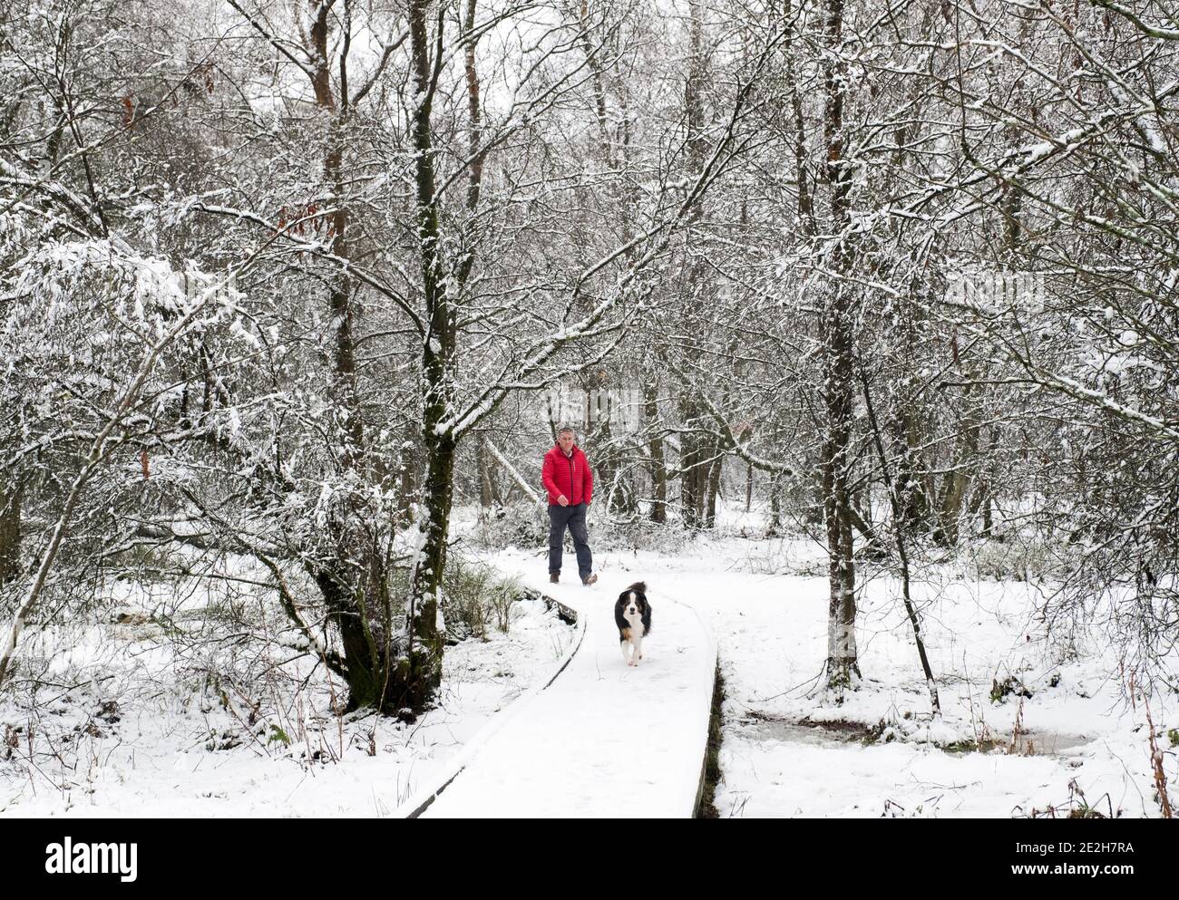 Hermand Birchwood Nature Reserve, West Calder, West Lothian. Wetter, 14. Januar 2021. Ein Mann geht mit seinem Border Collie im Schnee im Hermand Birchwood Nature Reserve, West Calder, West Lothian, Schottland, Großbritannien. Quelle: Ian Rutherford/Alamy Live News. Stockfoto