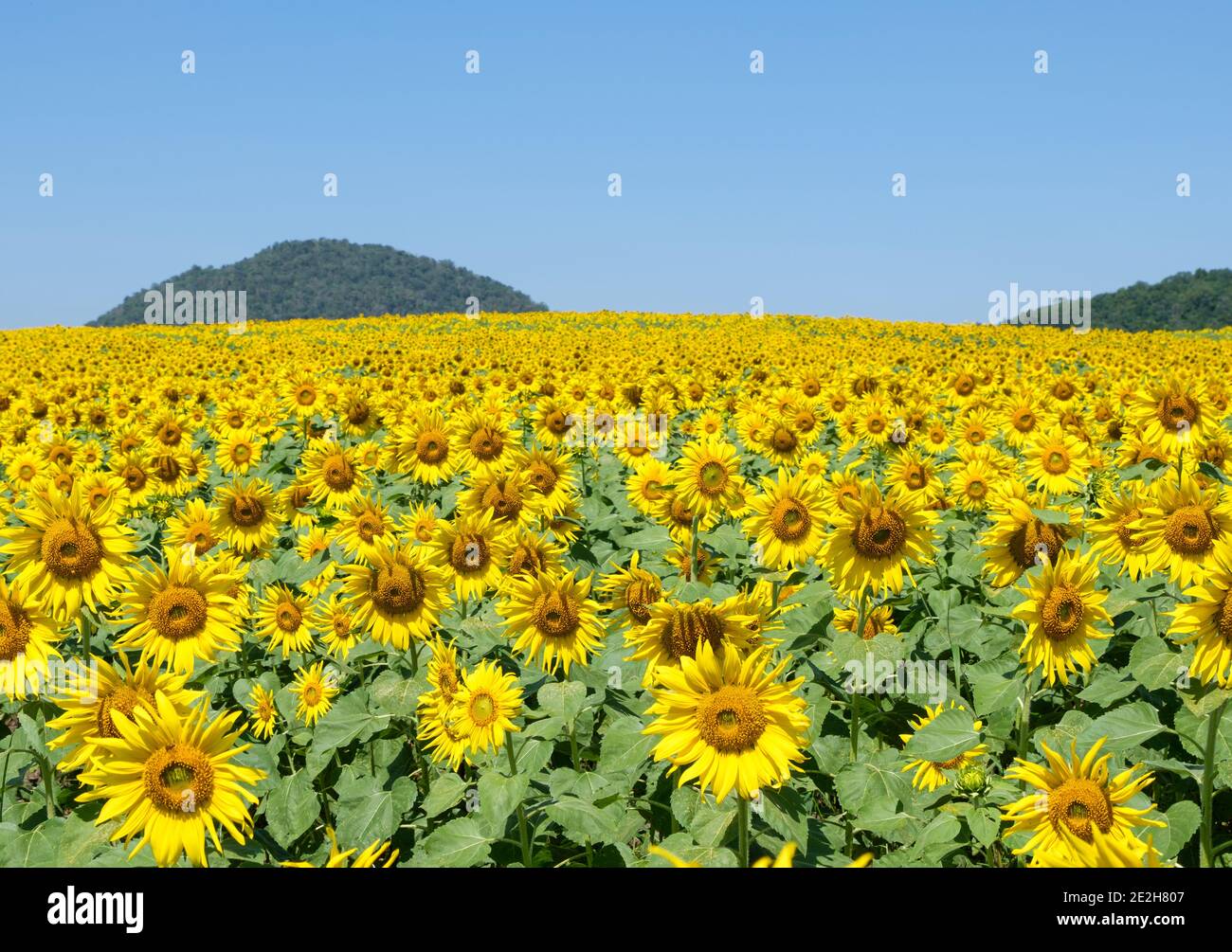 Blühendes Sonnenblumenfeld der Bio-Farm auf dem Hügel mitten im Tal, klarer blauer Himmel in der Landschaft Thailands. Stockfoto