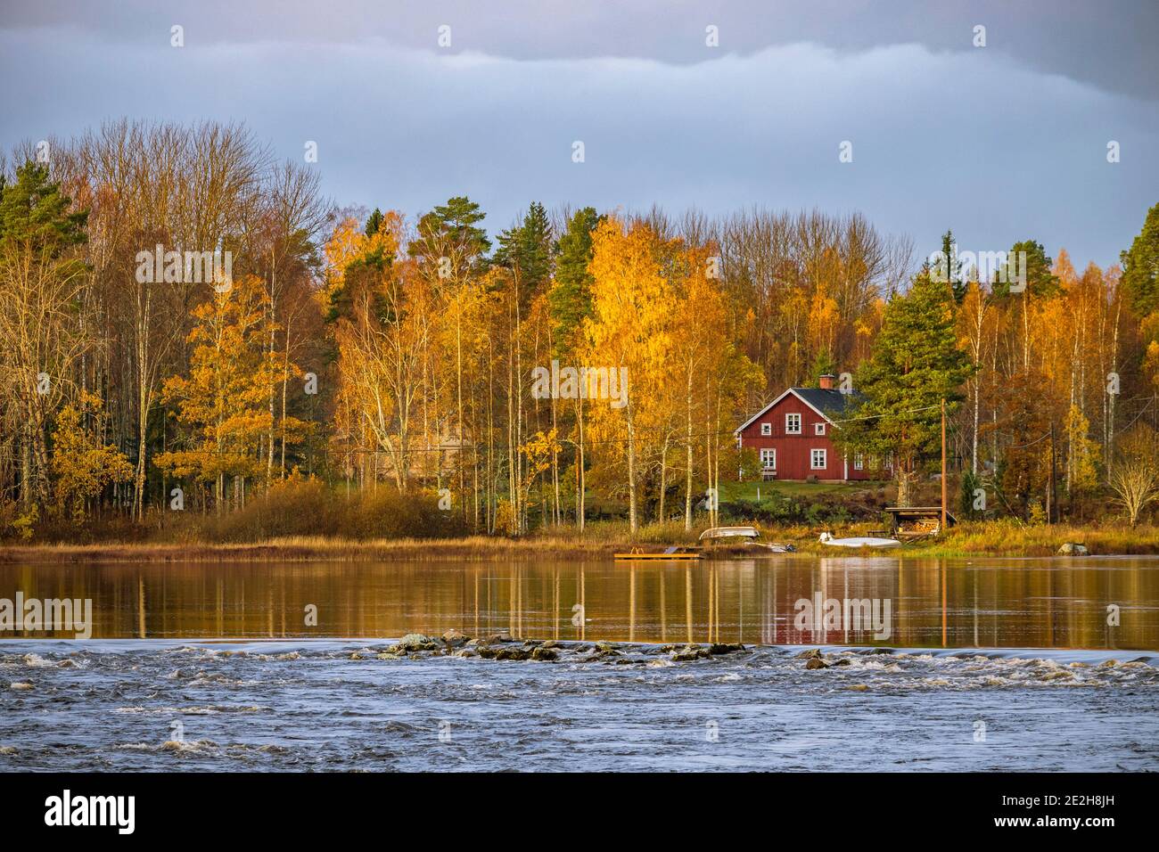 Rorbu, traditionelles skandinavisches, rot bemaltes Holzhaus und Birken in Herbstfarben entlang des Sees, Mittelschweden Stockfoto