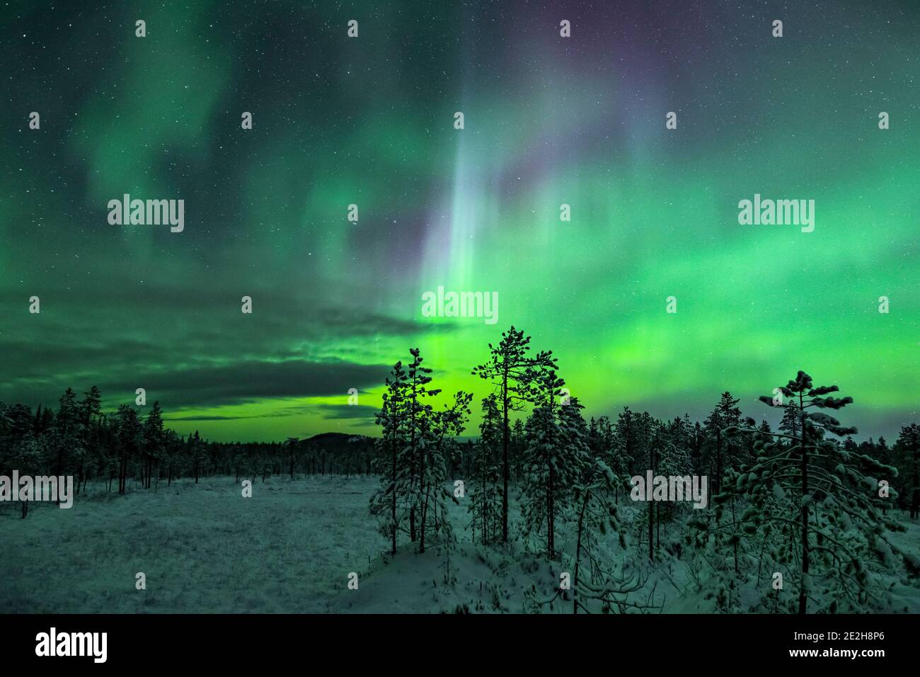 Nordlichter / Aurora borealis, Wetterphänomen mit natürlichem Licht über Jokkmokk im Winter, Norrbotten County, Lappland, Schweden Stockfoto